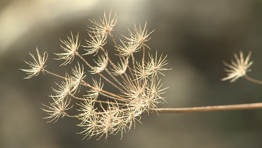 Close up on dead dandelion