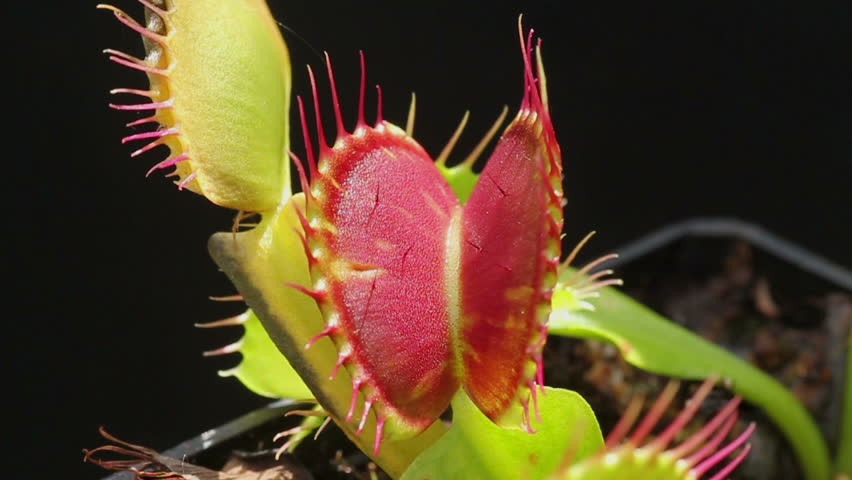 Carnivorous plant catching a fly