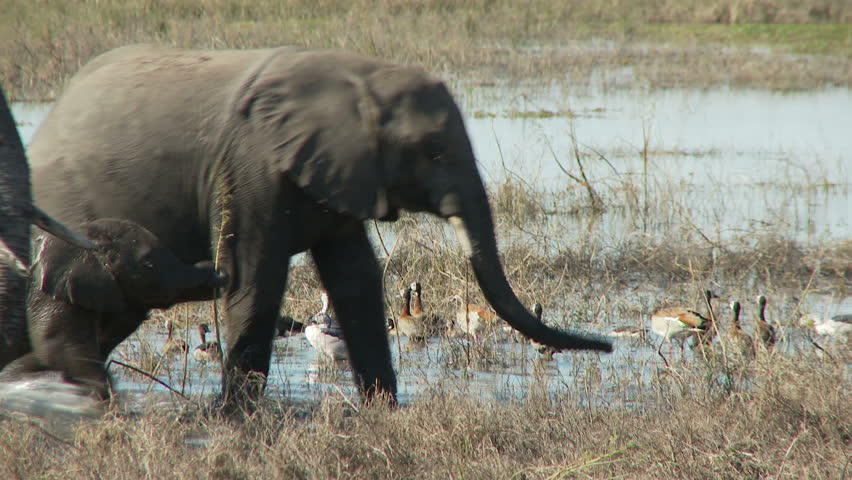 A small herd of elephants protect their youngest by keeping close to it after crossing the river