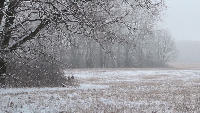 WInter forest in full HD. Quiet, cold, icy forest in winter.