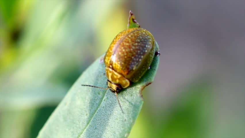 Macro Ladybug On Leaf