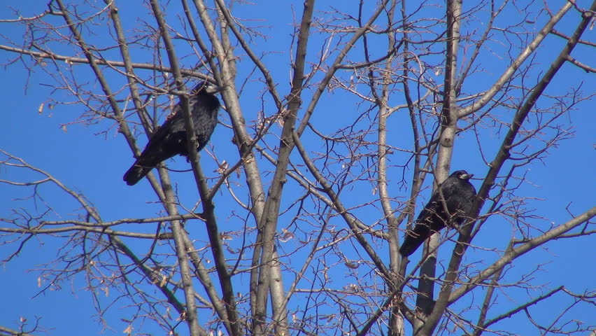 Isolated Crow Sitting on a Bare Branch, Raven on a Windy Day, Crows, Ravens