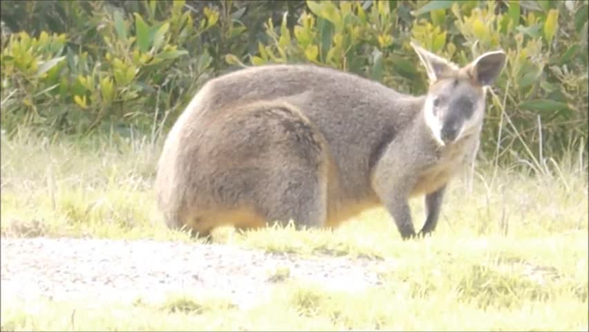 Wallabies at a National Park in New South Wales/Australia
