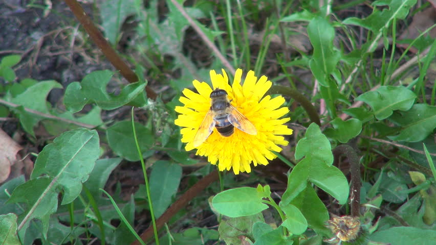 Bee Pollinating a Dandelion Field Flower, Bees Gathering Pollen, Macro 