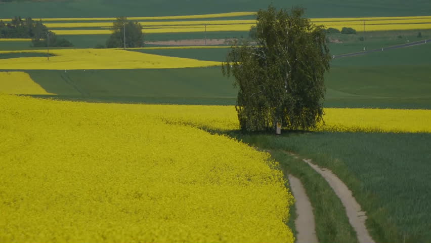 Yellow oilseed rape field. Alternative energy. 