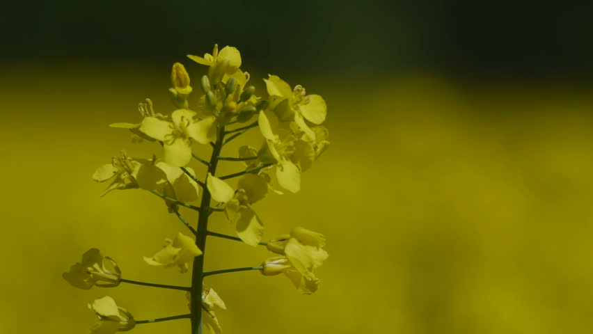 Yellow oilseed rape field. Alternative energy. 