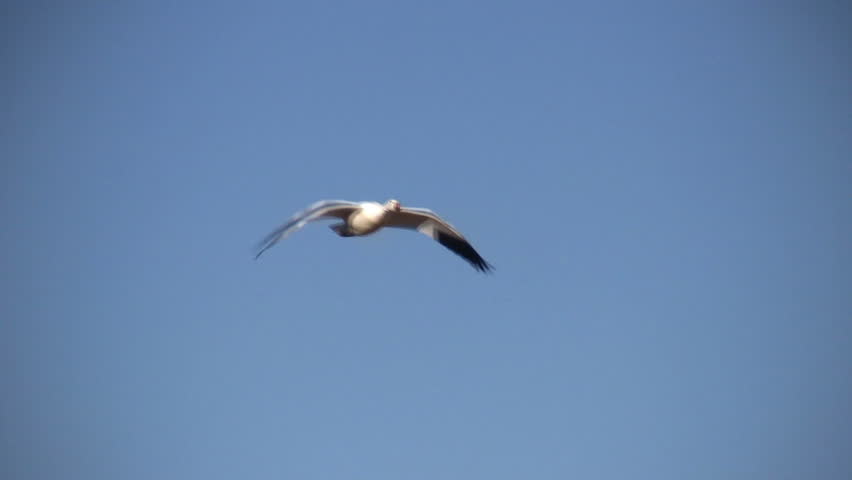 Close-up of snow geese flying