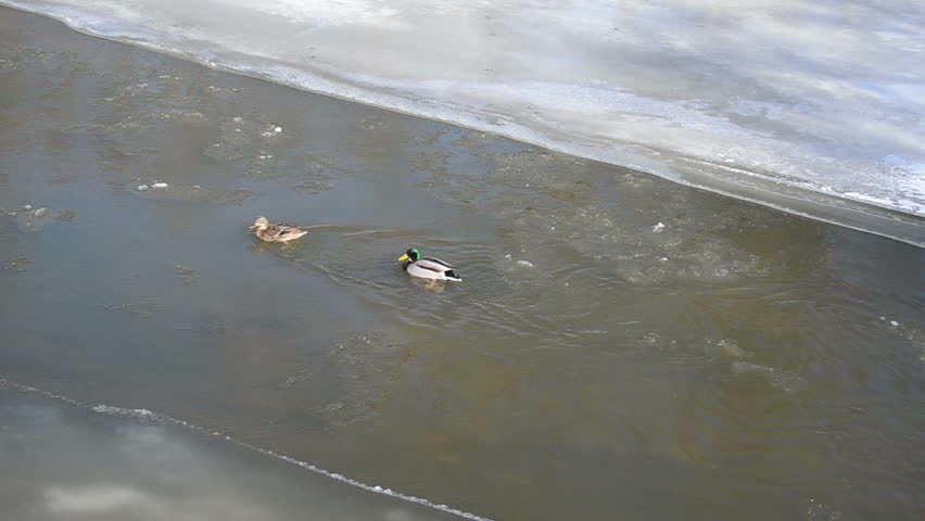 male and female mallard duck birds (anas platyrhynchos) swim in winter river water.