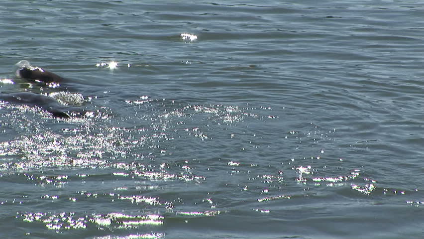 Two seals playing with each other in ocean