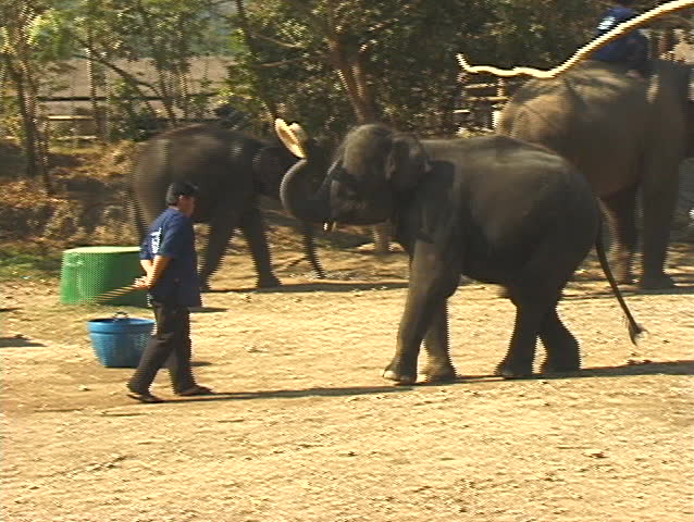 elephant show in thailand elephant places hat on trainer, taps it down then bows to the audience