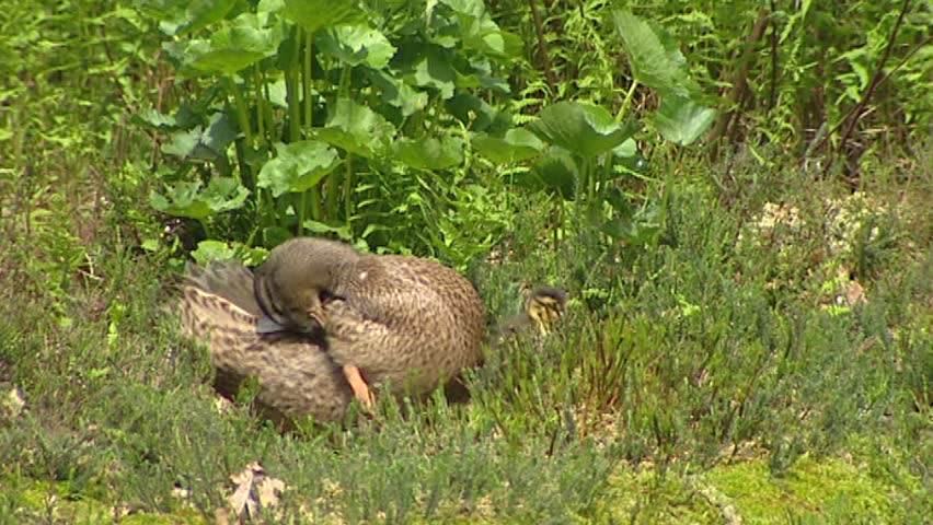 Wild Duck female mallard - anas platyrhynchos with ducklings in grassland. Only the female incubates the eggs and takes care of the ducklings