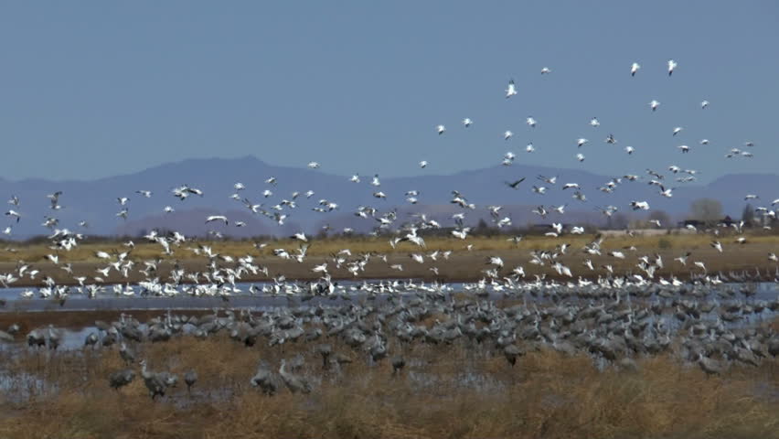 Bird flock, snow geese, fly in blue sky, swoop in for a landing in grassy wetlands next to hundreds of sandhill cranes. 1080p