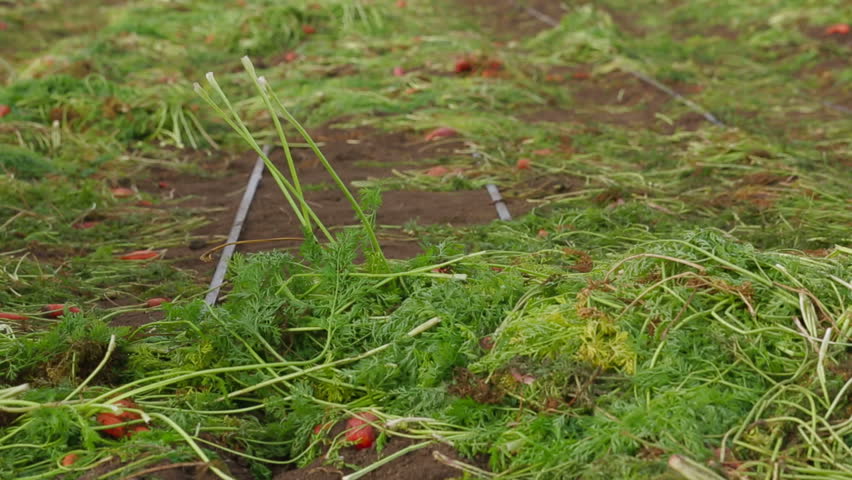 Farmer is picking up the carrots with pitchfork.