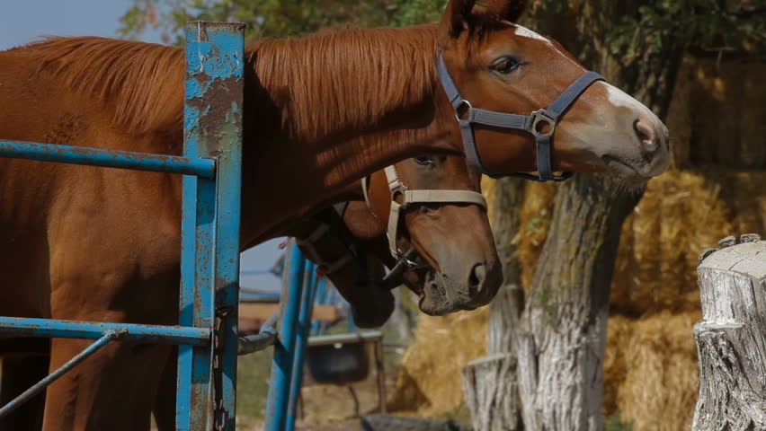 Horses are standing in paddock.