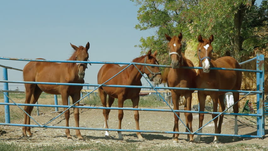 Group of young stallions in the paddock.
