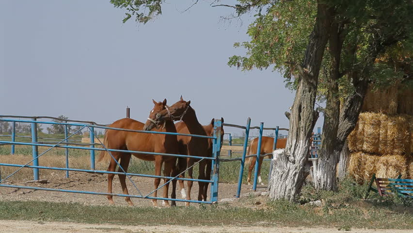 Young stallions walking in paddock. Full frame.