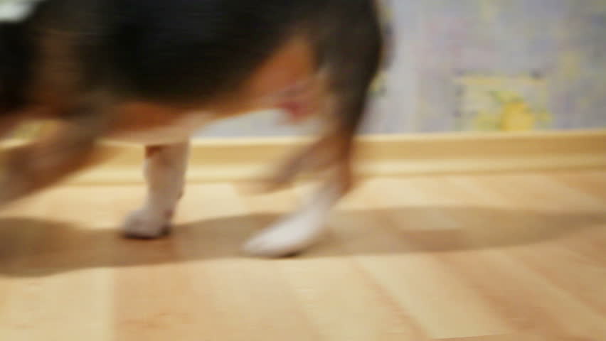 Terribly hungry beagle puppy attacked bowl