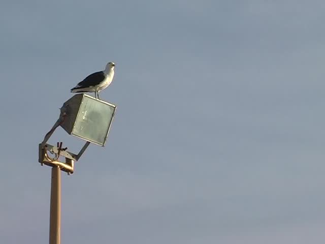 Cape Gull (Larus Vetula) perched on a flood light in sunlight against a blue sky - Copy Space