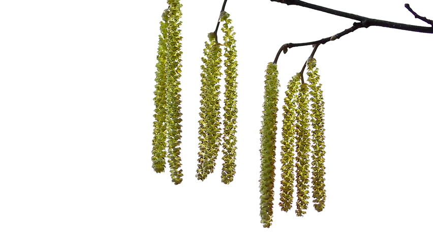 catkins in the wind on white background