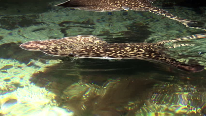 Marine life - Stingrays are a group of rays, which are cartilaginous fishes related to sharks - Video high definition - Real time