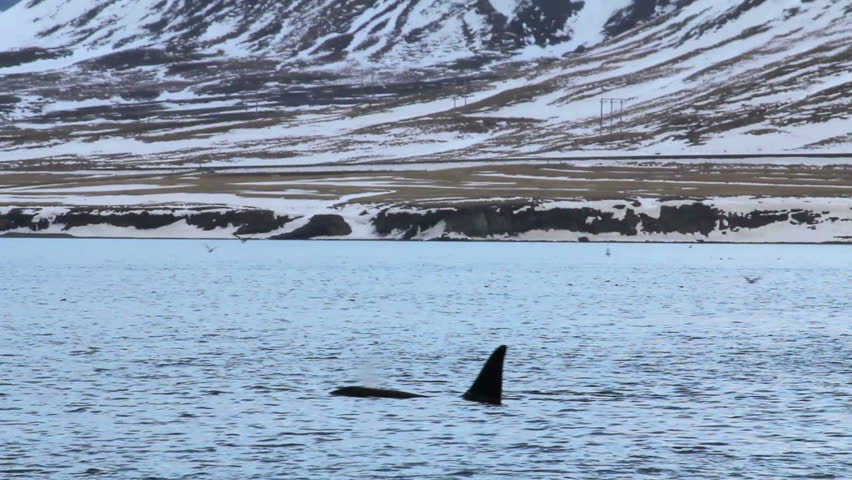 Orcas (Killer Whales) in a mountain surrounded fjord of western Iceland
