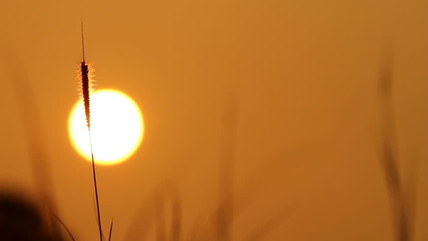 Golden hour sunrise with swaying grass silhouette in foreground