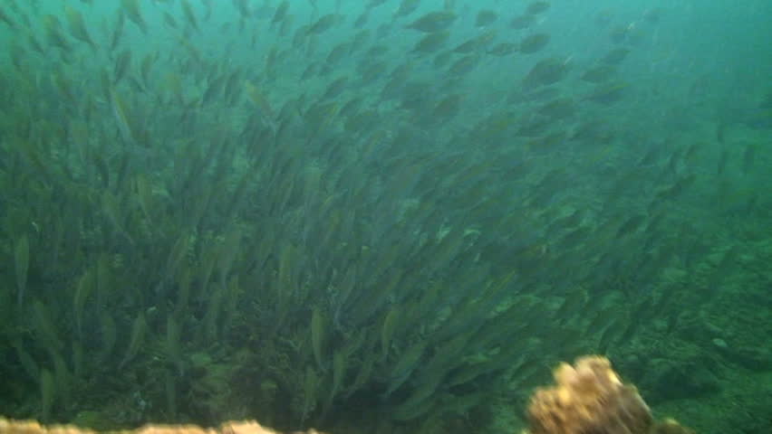 Schooling fish swimming, in Papua New Guinea, Milne Bay