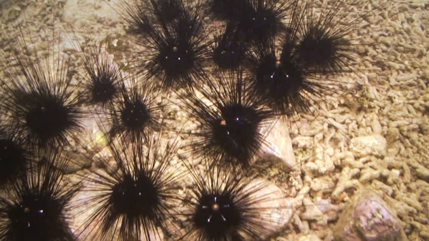 Black Longspine Urchin, Diadema setosum, Papua New Guinea, Milne Bay