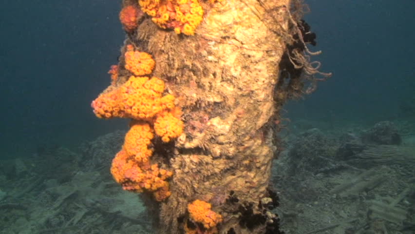 Bright orange coral growing up a pier support, Papua New Guinea, Milne Bay