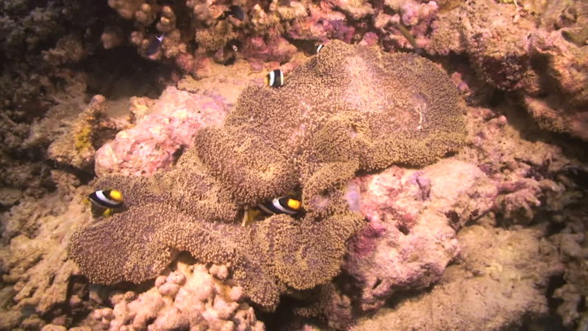 Clarke's anemonefish, Amphiprion clarkii, swimming in a sea anemone, Papua New Guinea, Milne Bay