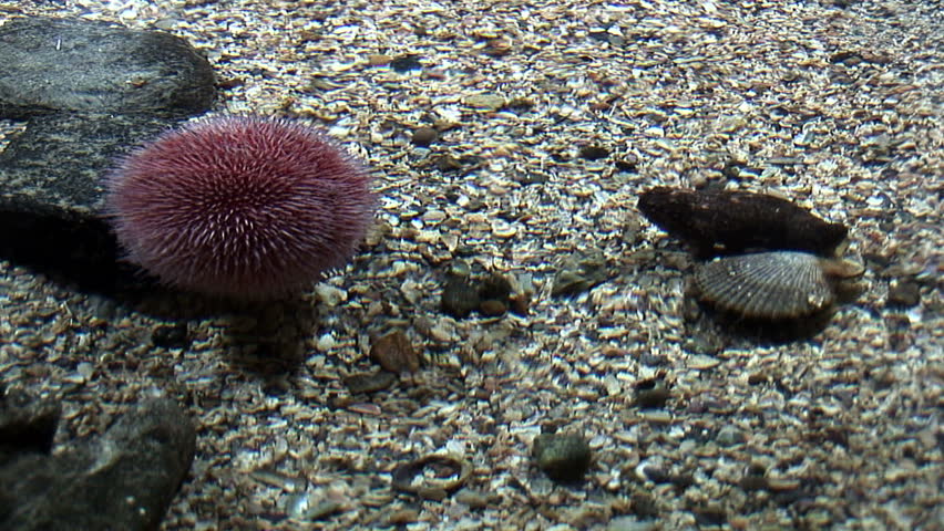 Marine life - Red Sea Urchins - Belong to the marine invertebrate group called echinoderms - Video high definition - Real time