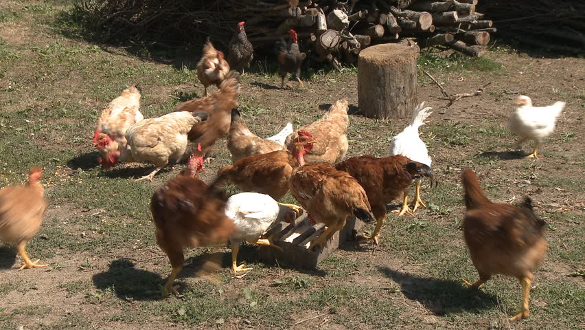Chickens eating in farm