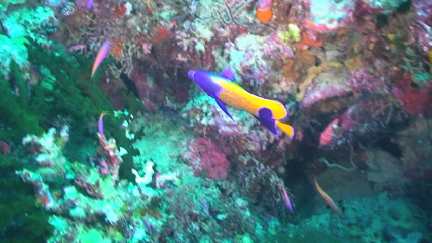 Blue-girdled angelfish, Pomacanthus navarchus, Papua New Guinea, Milne Bay 
