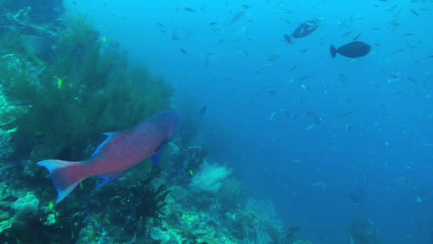 Giant Sweetlips, Plectorhinchus albovittatus, Papua New Guinea, Milne Bay  