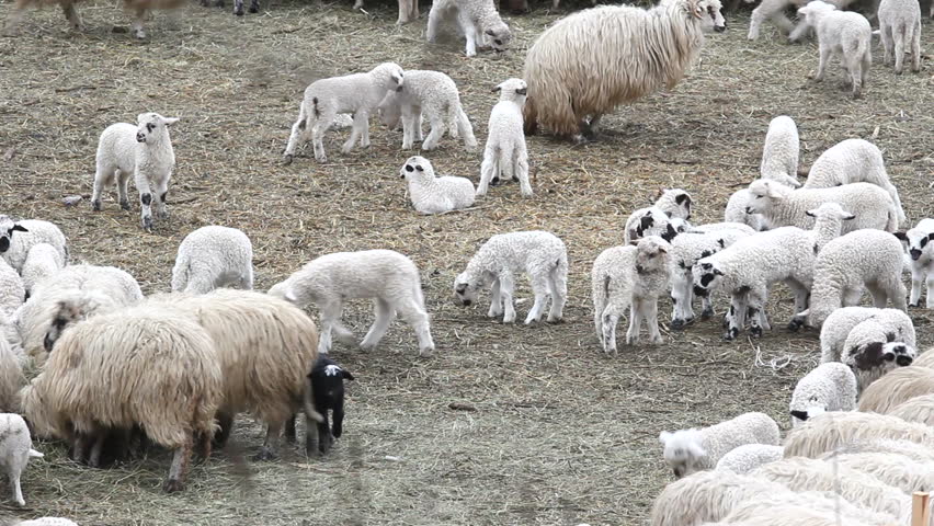 Flock of sheep with lams