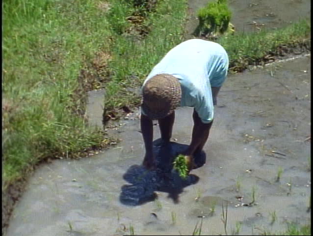 Bali, men planting rice in paddy, medium shot