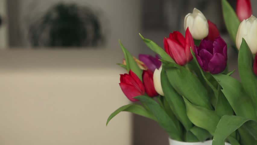 Colorful tulips in white vase standing on table in living room. Panning shot. (No audio).