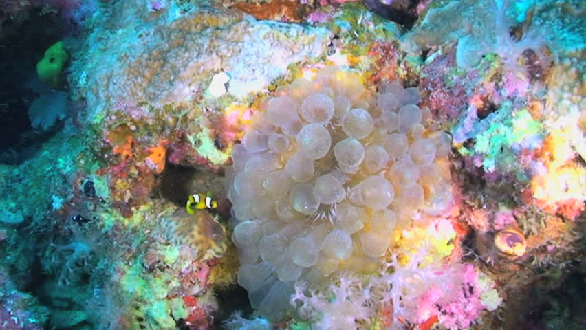 Bubble Tip Anemone, Entacmaea quadricolor, and Two-banded anemonefish, Amphiprion bicinctus, Papua New Guinea, Milne Bay 