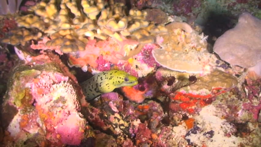 Fimbriated Moray eel, Gymnothorax fimbritus, Papua New Guinea, Milne Bay  