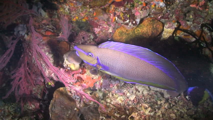 Swimming  through the coral reef, Parrotfish, Papua New Guinea, Milne Bay 