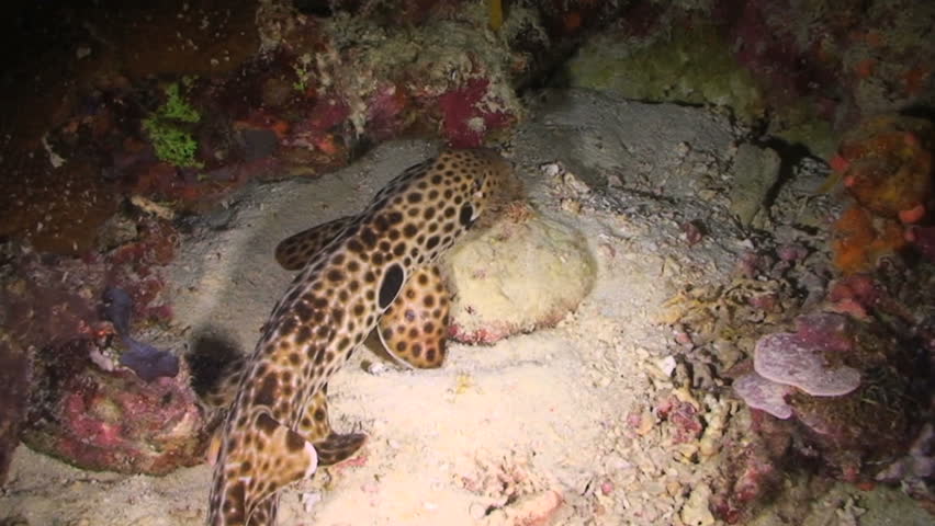 The walking shark, Epaulette Shark, Hemiscyllium ocellatum, Papua New Guinea, Milne Bay 