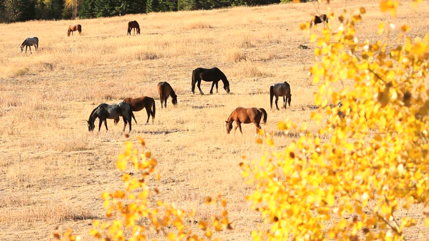 Nicola Valley, Horses Grazing, British Columbia. Horses graze on a hillside in the autumn sunshine. Nicola Valley, British Columbia, Canada.
