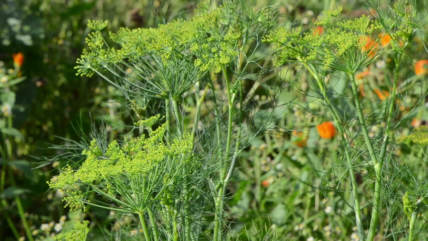 closeup of natural dill fennel plant move in wind in rural garden.