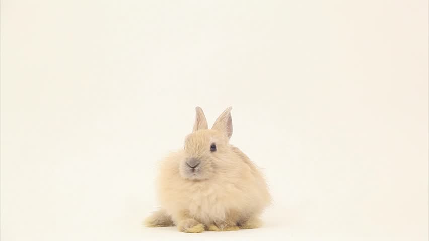 Adorable rabbit