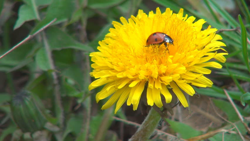  Macro Ladybug Walking on Dandelion Flower in Field, Meadow, Lawn, Spring Season