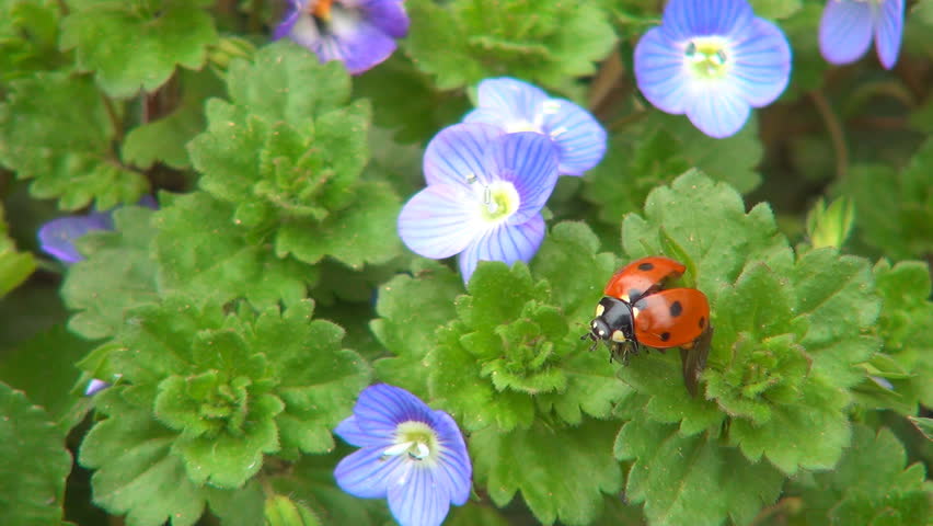 Ladybug Flying, Flight, Veronica Persica Flowers in Field, Ladybird, Bug, Macro