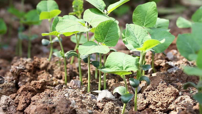 soybean sapling in the spring