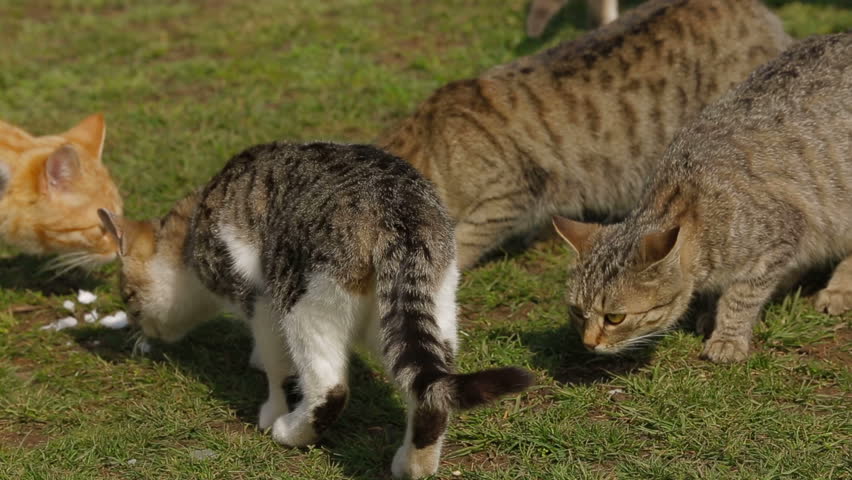 Feeding wild cats with curd.
Feeding cats.