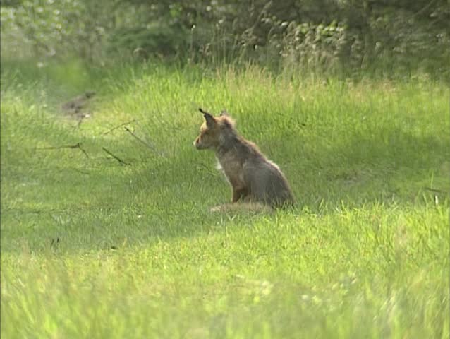 Red fox (vulpes vulpes) sits in field at forest edge.