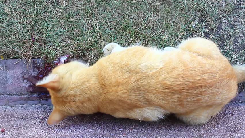 Hungry feral cat about to eat fish

